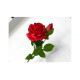 Rosa por Unidad Roja