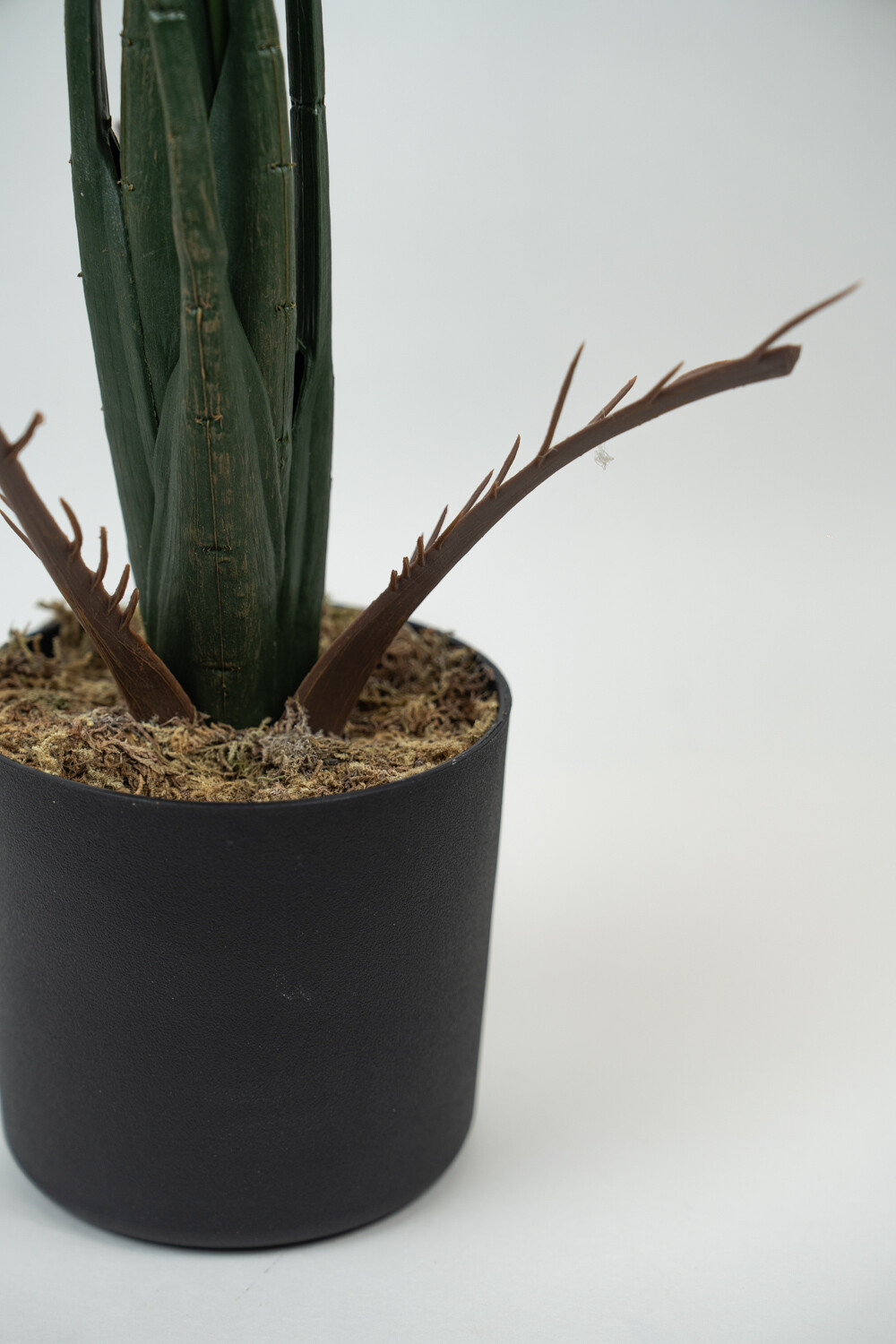 Planta Alocasia Gageana Color Unico