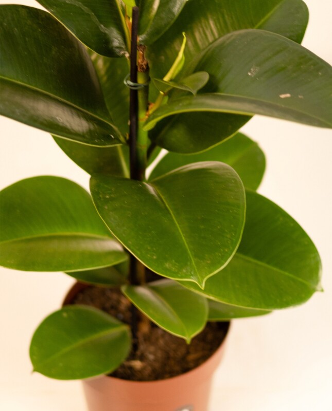Ficus Elástica "Gomero" Verde - H: 60cm