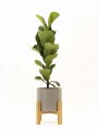FICUS LYRATA BABY CON MACETA CERAMICA GRIS CON SOPORTE
