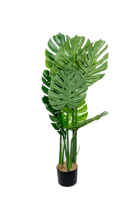 Planta Monstera Deliciosa 90cm Color Unico