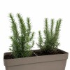 JARDINERA CON ROMEROS TAUPE