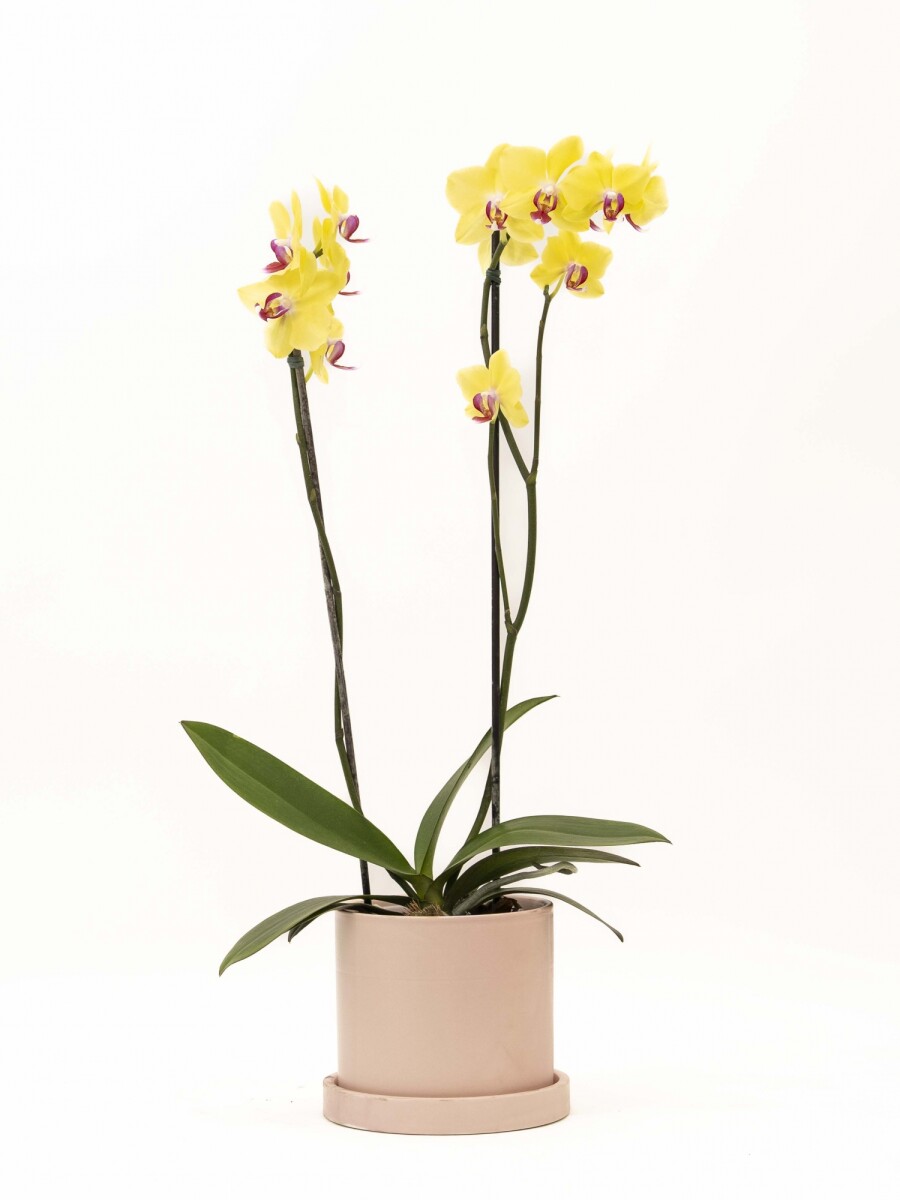 ORQUÍDEA CON MACETA ROSA