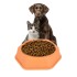 Tazon De Comida Agua Perro Gato Mascotas Comedero Calidad Variante Color Naranja