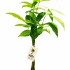 MONEY TREE (PACHIRA AQUATICA)EN MACETA CERAMICA NEGRA