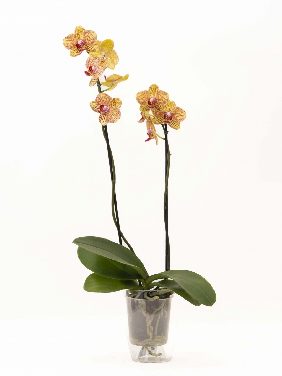 ORQUIDEA CON PORTA MACETA TRANSPARENTE