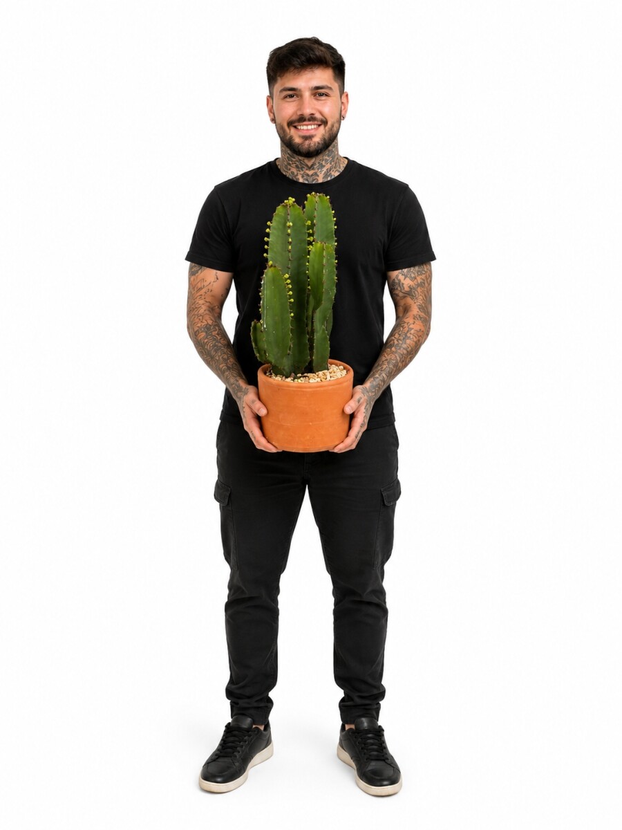CACTUS EUPHORBIA 