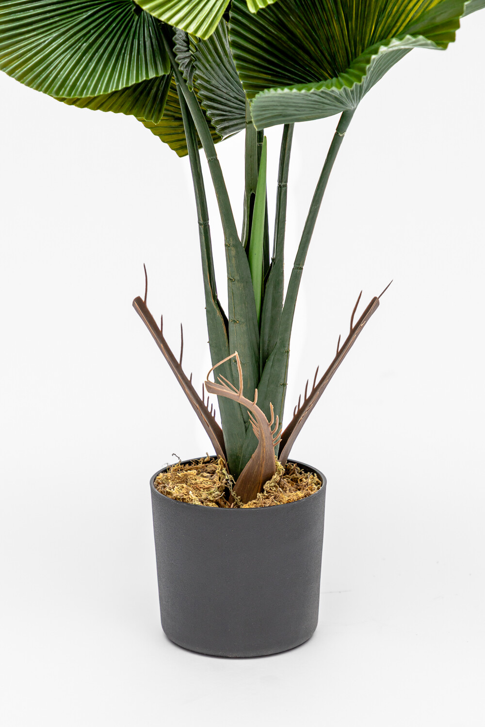 Planta Alocasia Gageana Color Unico