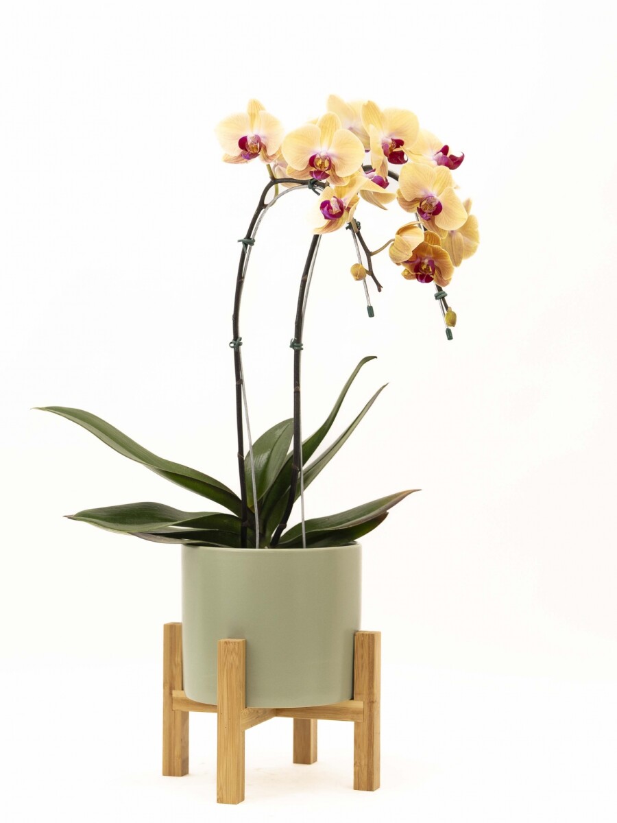 ORQUIDEA CURVA CON MACETA VERDE Y SOPORTE