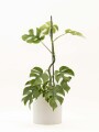 MONSTERA MINIMA CON PORTAMACETA BLANCO