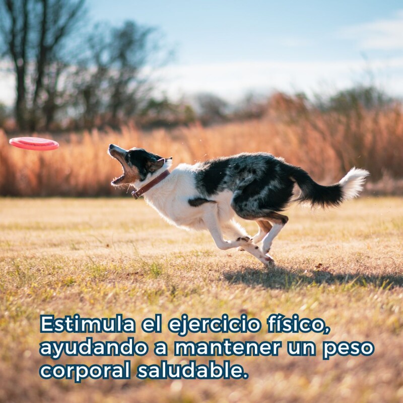 JUGUETE FRISBEE GRANDE 24 CM PARA PERROS JUGUETE FRISBEE GRANDE 24 CM PARA PERROS
