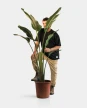 Strelitzia Nicolai XXL