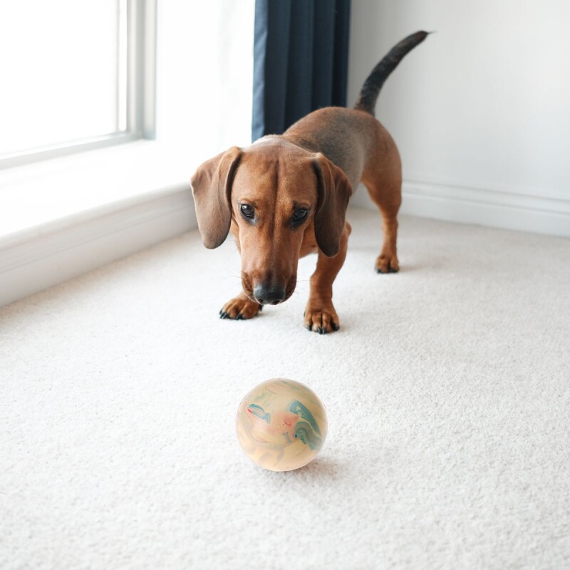 PELOTA MACIZA RESISTENTE DE GOMA SMALL FERPLAST PELOTA MACIZA RESISTENTE DE GOMA SMALL FERPLAST