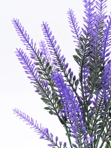 RAMO LAVANDA LAVANDA