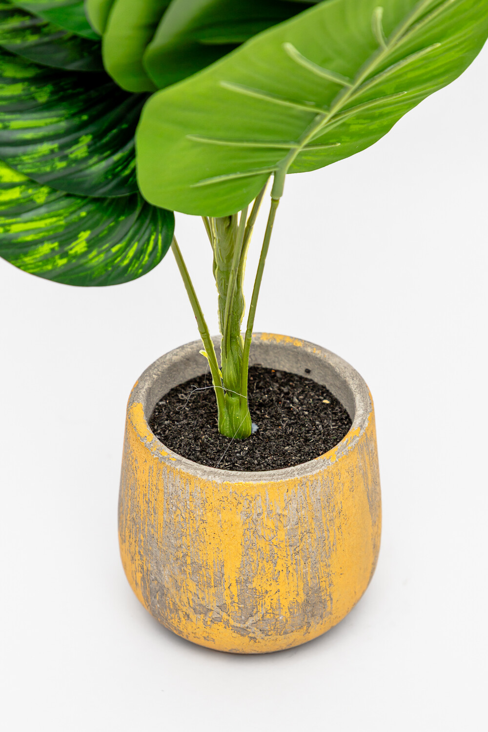 Planta Verdalia Mix Color Unico