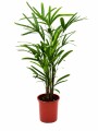 PALMERA RAPHI L PALMERA RAPHI L