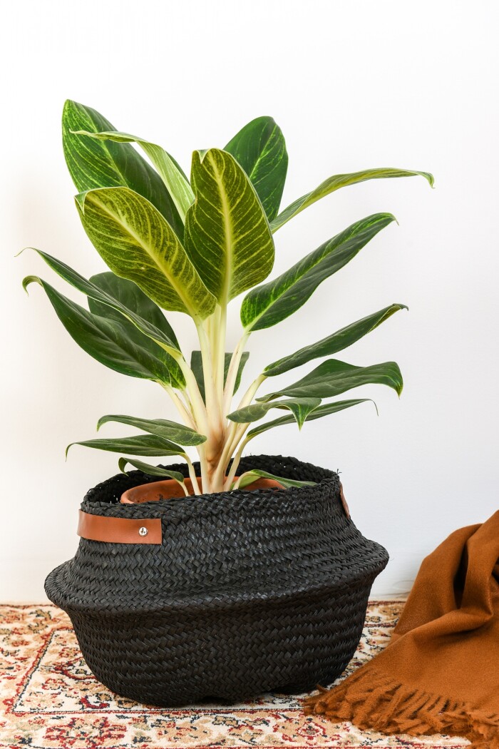 Cesto Trenzado Negro Asa Cuero L Negro