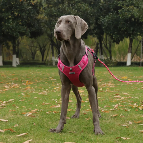 Arnés Y Correa P/Mascota Ajustable Tela Oxford Resistente Fucsia