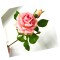Rosa por Unidad Rosada