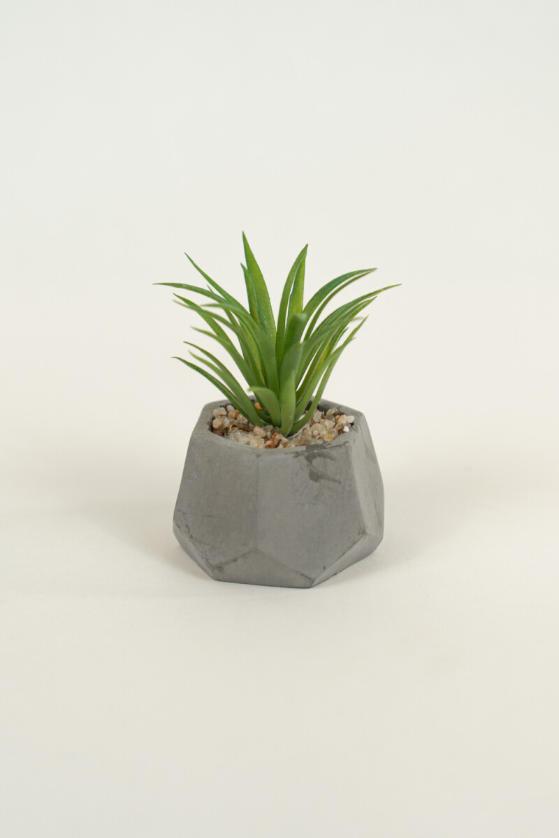 Planta Suculenta 696 Mini, Mix - Color Unico 