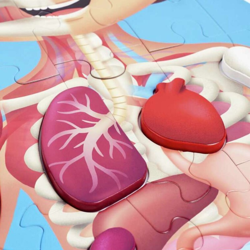 Puzzle Rompecabezas de piso Cuerpo humano 1 metro Puzzle Rompecabezas de piso Cuerpo humano 1 metro