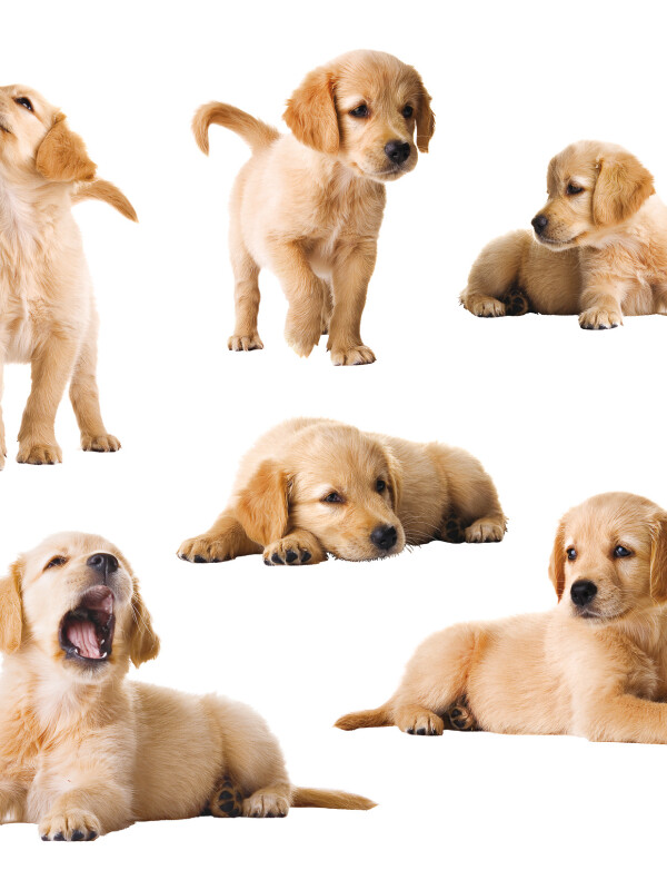 WALLPOPS PUPPIES WALL DECALS N/A
