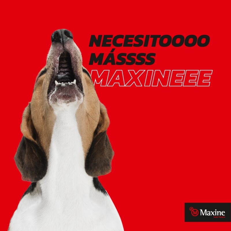 MAXINE PERROS ADULTOS 21 KG