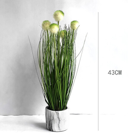 Planta Con Maceta Flor Pompom Planta Con Maceta Flor Pompom