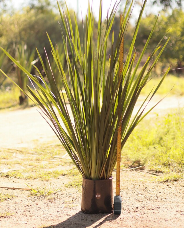 Dietes XL - H: 1m / Excelente follaje - Flor Blanca