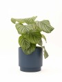 CALATHEA CON MACETA CERAMICA AZUL