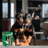 SUPLEMENTO NUTRICIONAL FOODPLEMENT CACHORROS Y HEMBRAS GESTANTES CAJA DE 250 GMS SUPLEMENTO NUTRICIONAL FOODPLEMENT CACHORROS Y HEMBRAS GESTANTES CAJA DE 250 GMS