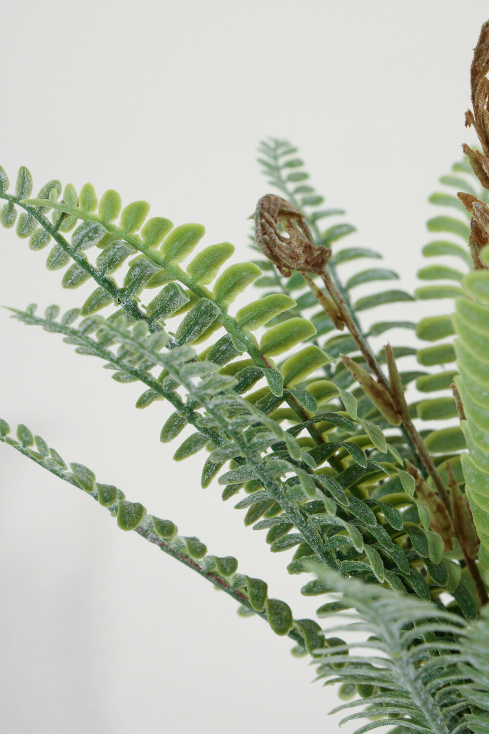 Planta Helecho Crespo 27cm Color Unico