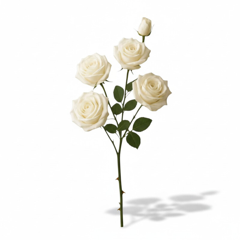 Rama de Rosas Blancas Rama de Rosas Blancas