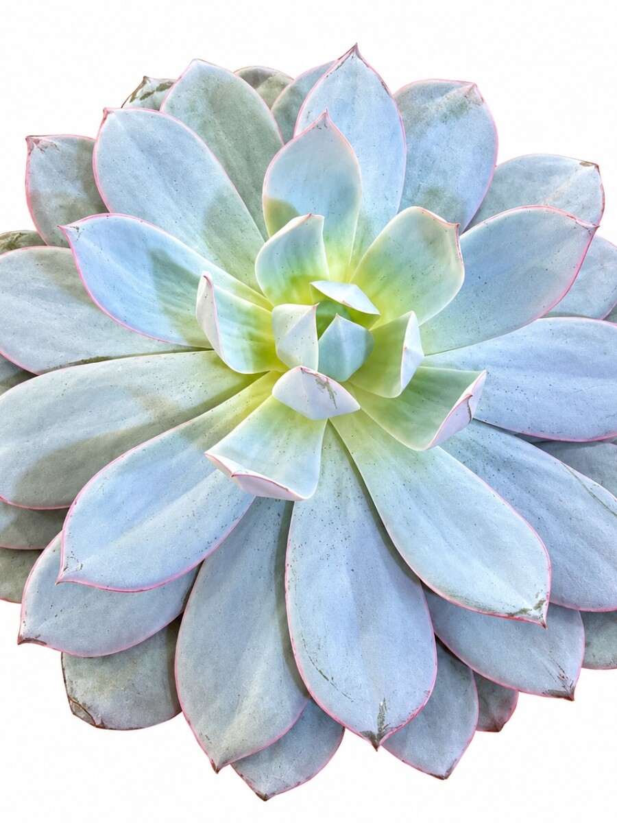 SUCULENTA ECHEVERIA CANTE SUCULENTA ECHEVERIA CANTE