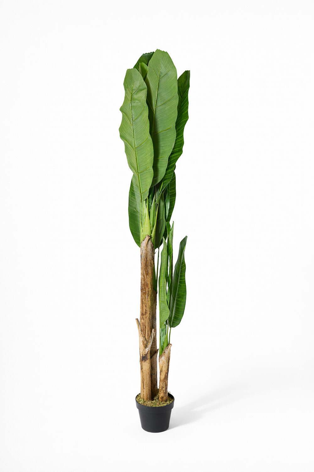 Planta Banana Tree 180cm Color Unico