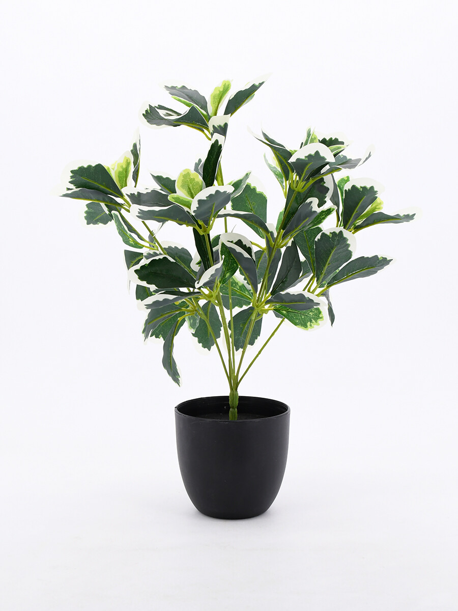 PLANTA TROPICO - VERDE 