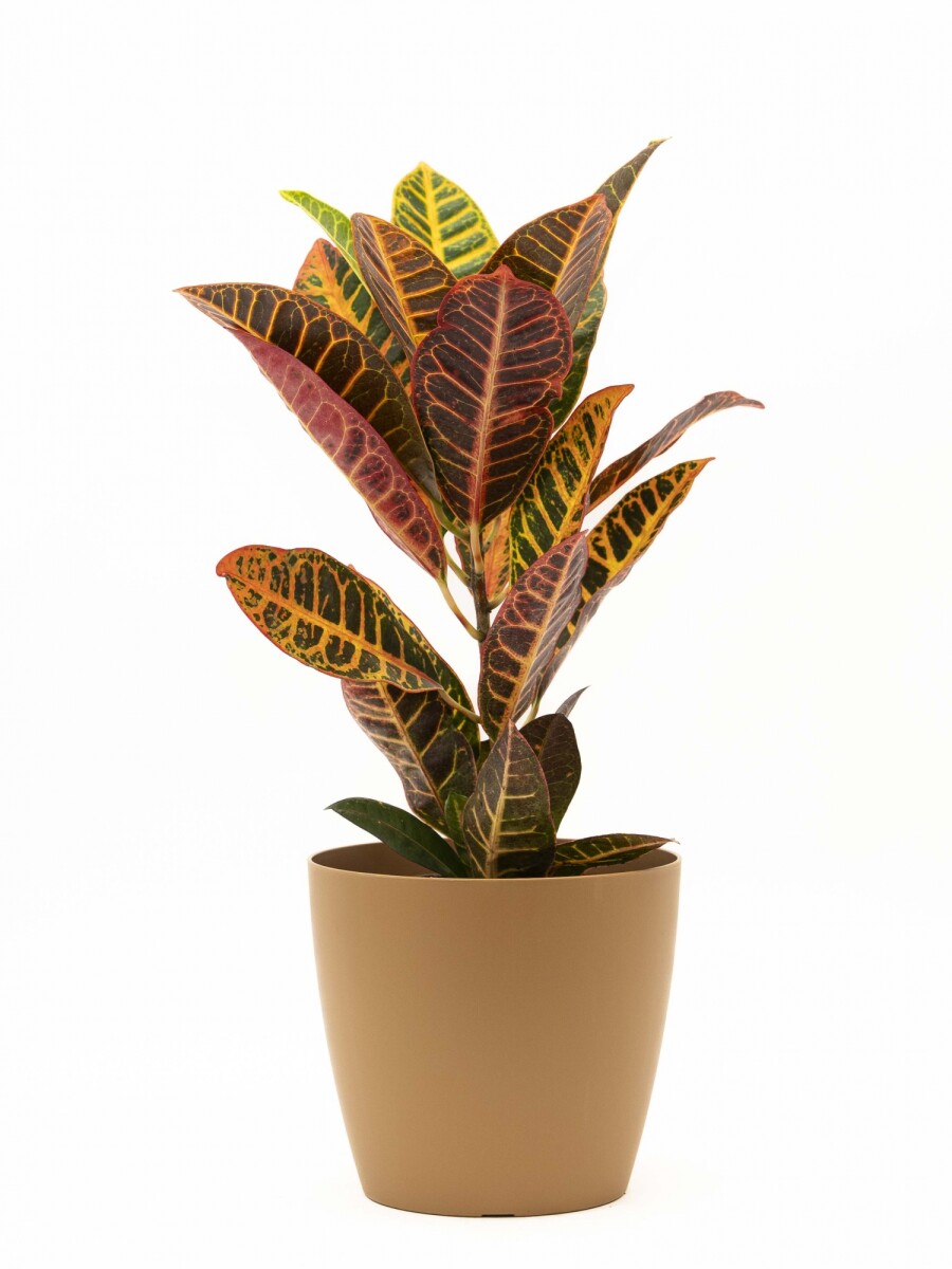 CROTON M CON PORTAMACETA PLASTICO OCHRE