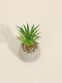 Planta Suculenta 694 Mini, Mix Color Unico
