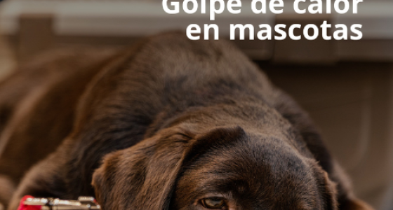 Golpe de calor en mascotas