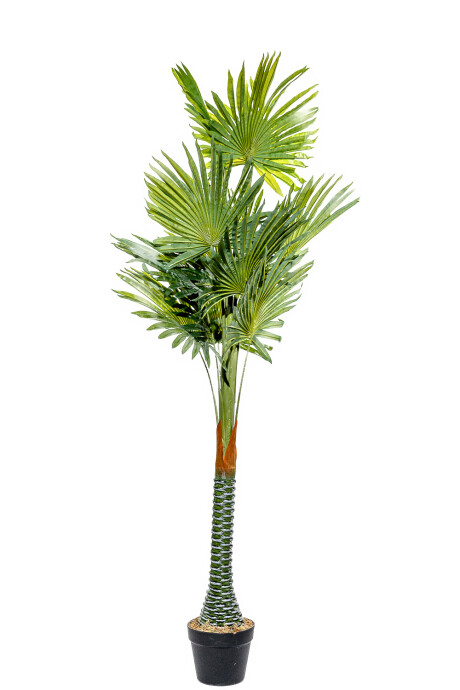 Planta Palmera Abanico 150cm Color Unico