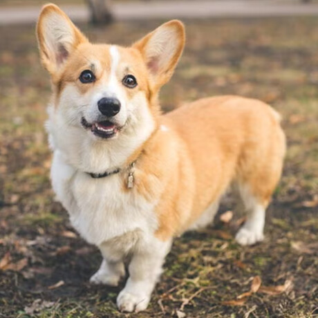 Corgi - Pets - 16 Corgi - Pets - 16