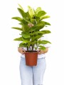 FICUS ELASTICA (GOMERO) SHIVERIANA L VARIAS RAMAS FICUS ELASTICA (GOMERO) SHIVERIANA L VARIAS RAMAS