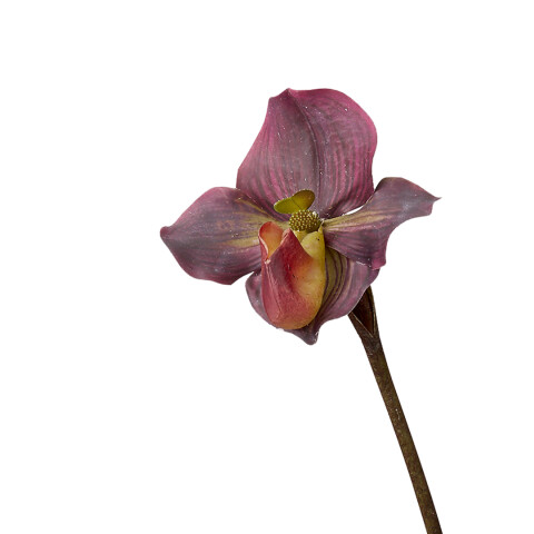 Orquídea Orquídea