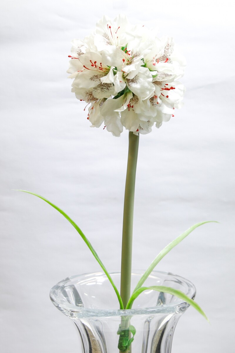 Allium Blanca 