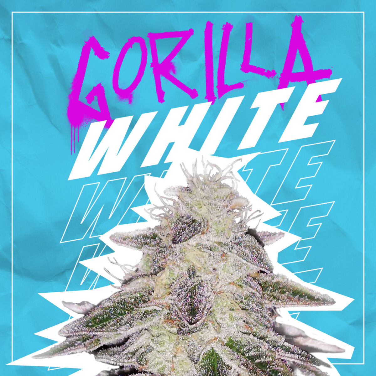 FEM - WHITE GORILLA - X12 UNIDADES 