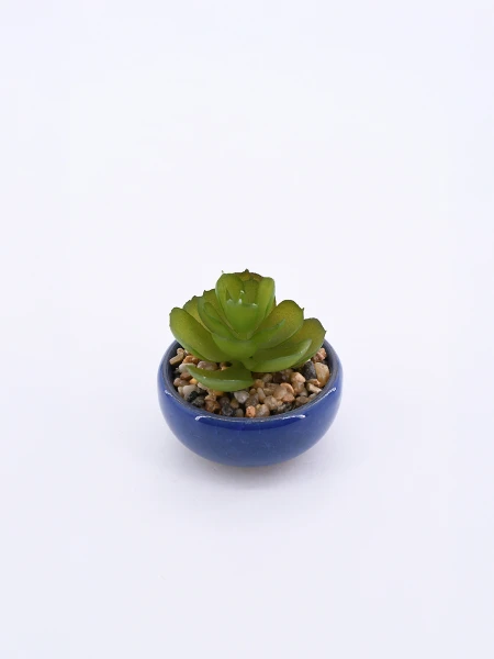 SUCULENTA VERDE
