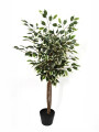 FICUS HOJA BLANCA VERDE (V)