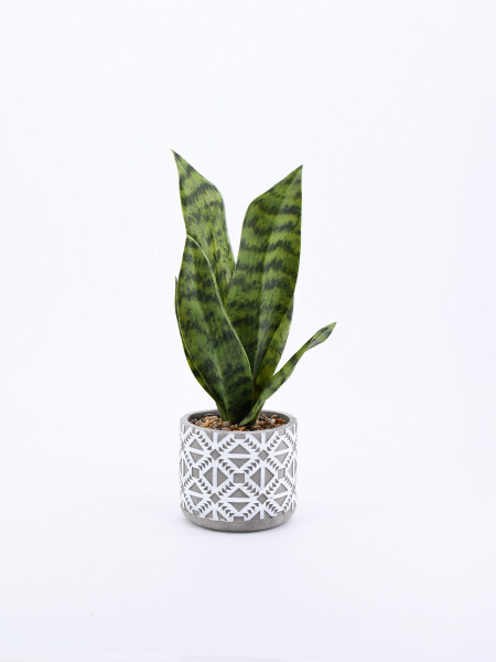 PLANTA TROPIC BLANCO