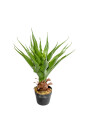 Planta Aloe 60cm Color Unico