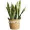 Canasto Seagrass 25 cm Liso